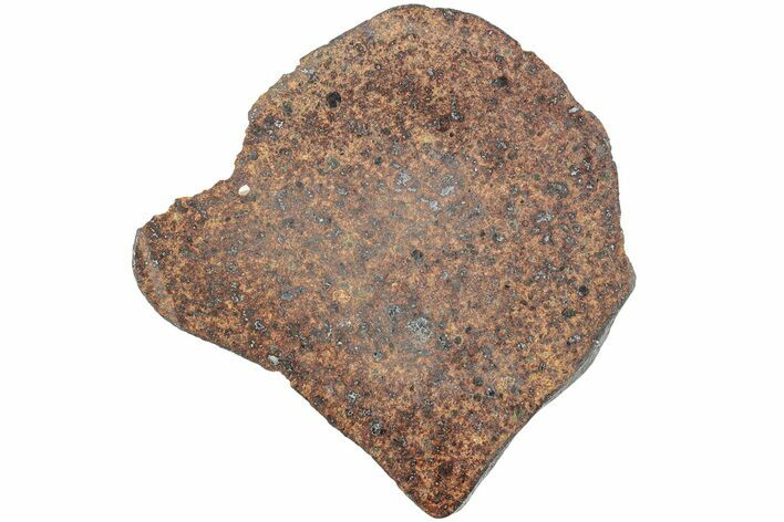 Polished Chondrite Meteorite Slice ( g) - Morocco #238066